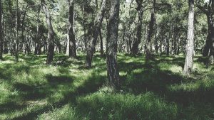 Vad är en arborist och vad gör de?